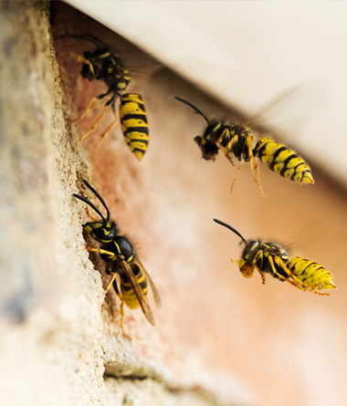 Wasp Control in Sevierville