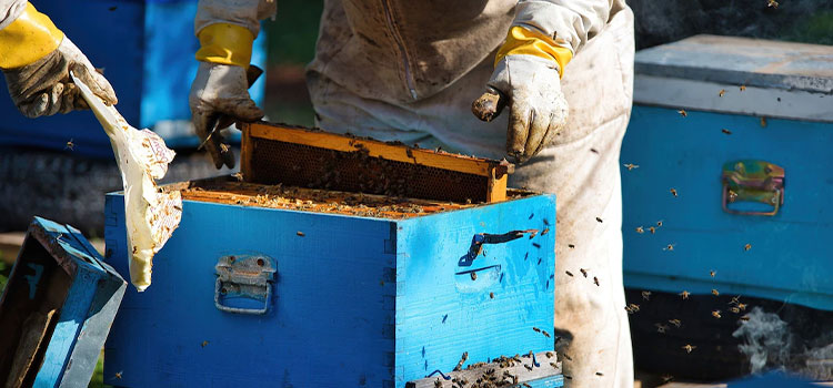 Ground Bee Removal in Mishawaka