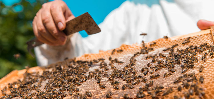Honey Bee removal in Atascadero