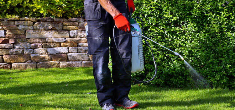 Wasp Pest Control Companies in Commerce City, CO